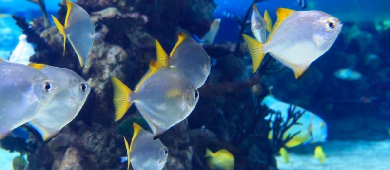 Helping ocean life to flourish