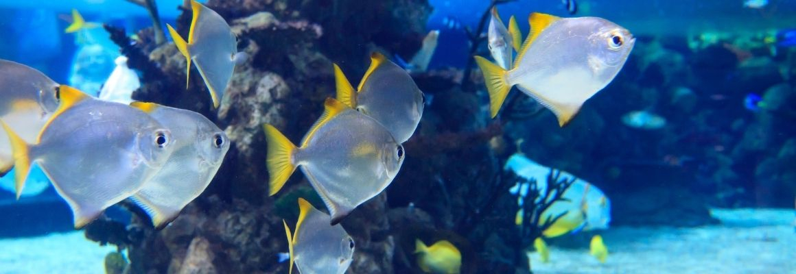 Helping ocean life to flourish